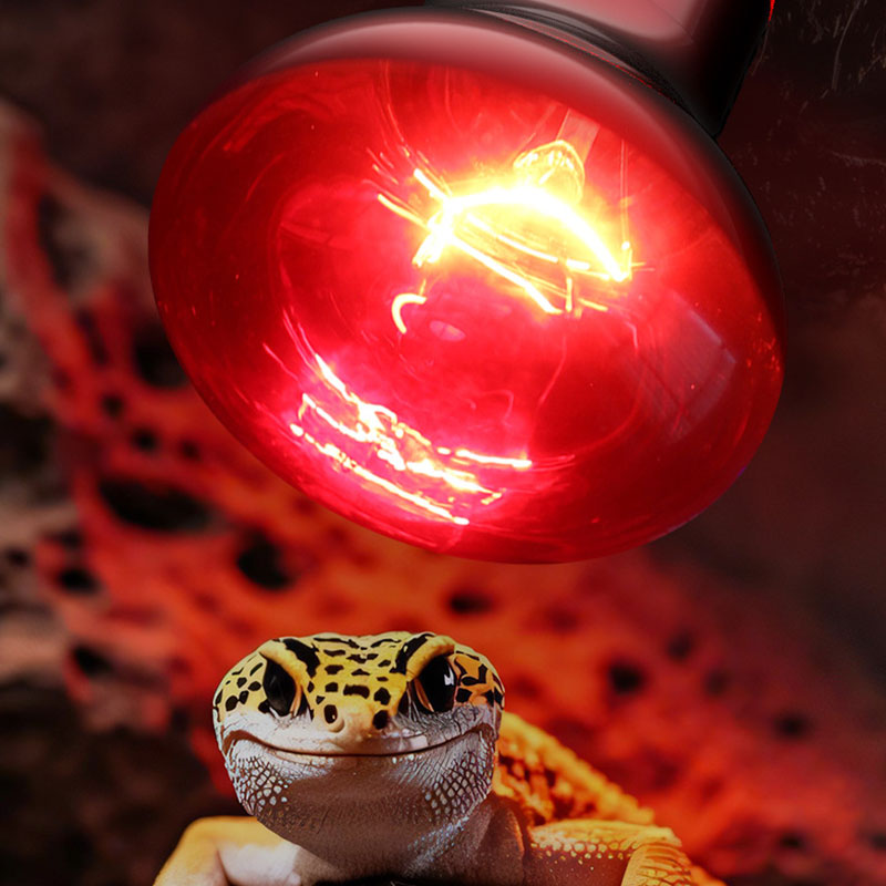 Reptile Heat Lamp 100V/220V In - đánh giá và giá Gecko Lighting & Decor