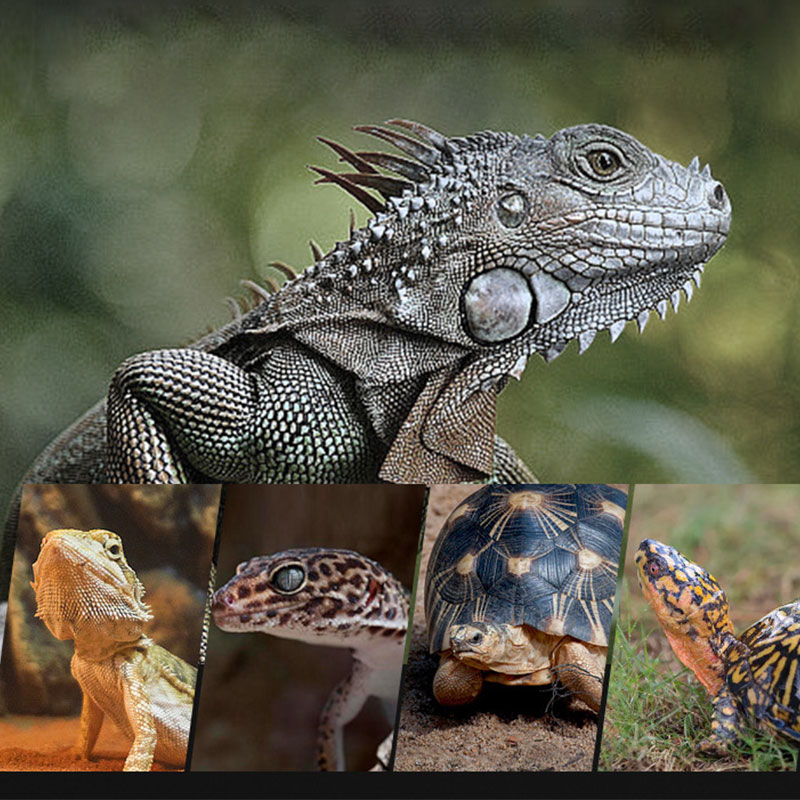 Reptile Heat Lamp 100V/220V In - đánh giá và giá Gecko Lighting & Decor